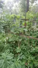 Захоронение ID 198503