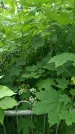 Захоронение ID 198510