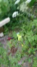 Захоронение ID 198524