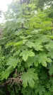 Захоронение ID 198555