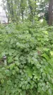 Захоронение ID 198558