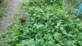 Захоронение ID 199008