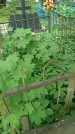 Захоронение ID 199171