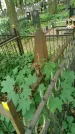 Захоронение ID 199176