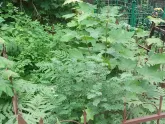Захоронение ID 199309