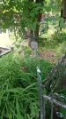 Захоронение ID 199462