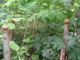 Захоронение ID 200090