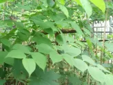 Захоронение ID 200092