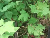 Захоронение ID 200098