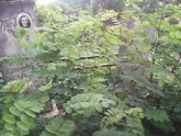 Захоронение ID 200354