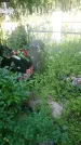 Захоронение ID 200497