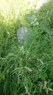 Захоронение ID 200498