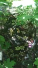 Захоронение ID 200528