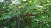 Захоронение ID 200529