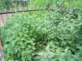 Захоронение ID 200871