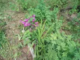 Захоронение ID 200881