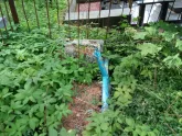Захоронение ID 201107