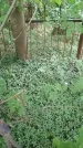 Захоронение ID 201573