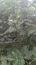 Захоронение ID 202226