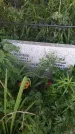 Захоронение ID 202294