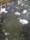 Захоронение ID 205966