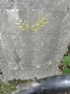 Захоронение ID 226580