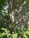 Захоронение ID 611545