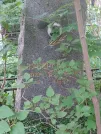 Захоронение ID 624072
