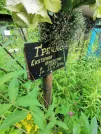 Захоронение ID 610675