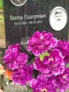 Захоронение ID 621740