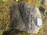 Захоронение ID 620973