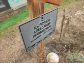 Захоронение ID 1251394
