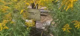 Захоронение ID 1271064