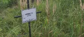 Захоронение ID 1271564