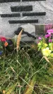 Захоронение ID 1296693
