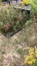 Захоронение ID 1296789