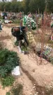 Захоронение ID 1297527