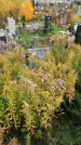 Захоронение ID 1299596