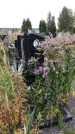 Захоронение ID 1301825