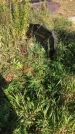 Захоронение ID 1302734