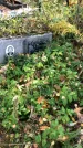 Захоронение ID 1302803