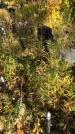 Захоронение ID 1302872