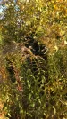 Захоронение ID 1303051