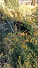 Захоронение ID 1303346