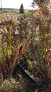 Захоронение ID 1306423