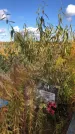 Захоронение ID 1306471