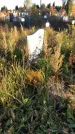 Захоронение ID 1308067