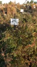 Захоронение ID 1308081
