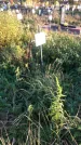 Захоронение ID 1308106