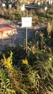 Захоронение ID 1308109